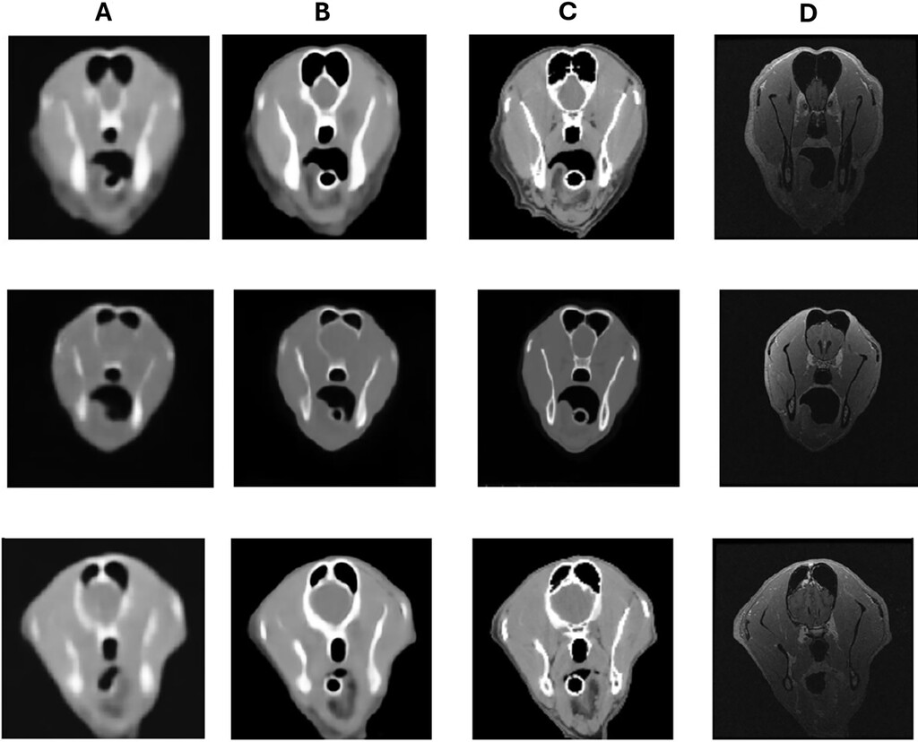 Magnetic resonance imaging–based radiation treatment plans for dogs may be feasible with the use of generative adversarial networks